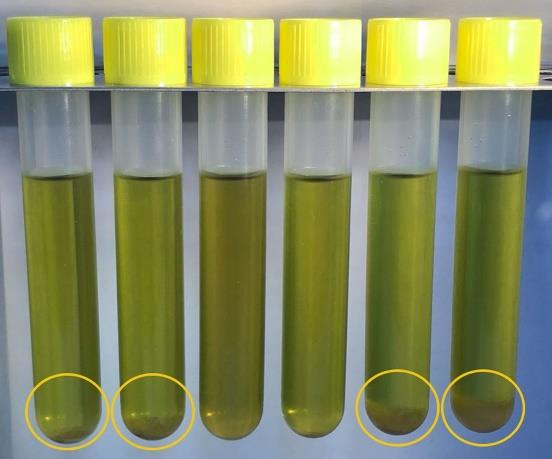 PIKA FastOrange® Wild Yeast Ready to use Tubes – 24 Pack
